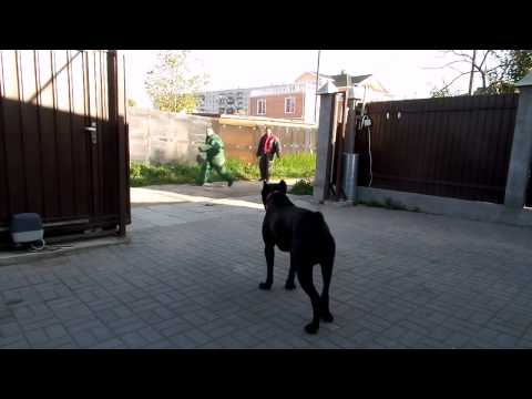 Кане-Корсо Люк. Тренировка по охране территории.