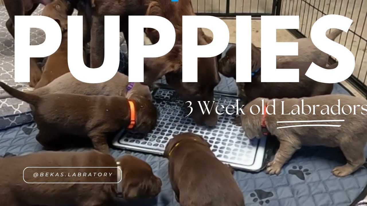 Adorable 3 Week Old Lab Puppies Begin Their Weaning From Mother adorable-3-week-old-lab-puppies-begin-their-weaning-from-mother