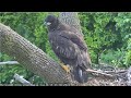 DC9 BRANCHES First Time! 💕 😊  DC National Arboretum EagleCam 5.25.22