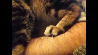 Bengal Prefers a Human Scratching Post by Sootikins 631 views 11 years ago 1 minute, 34 seconds