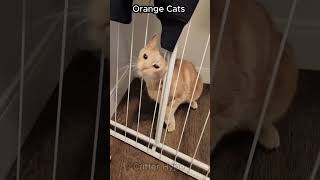 Orange Cat Activities #cat #animallife #orangecat