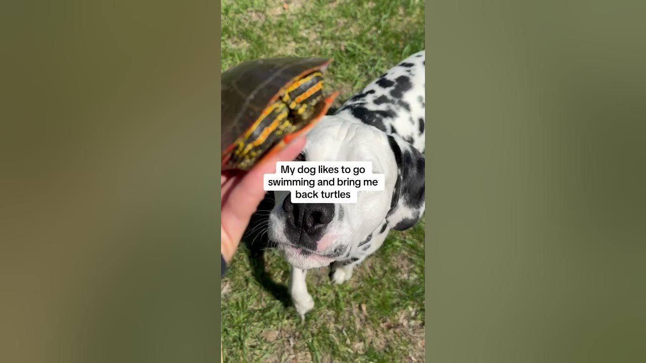 Weird Things My Dog Does dogs funny shorts YouTube