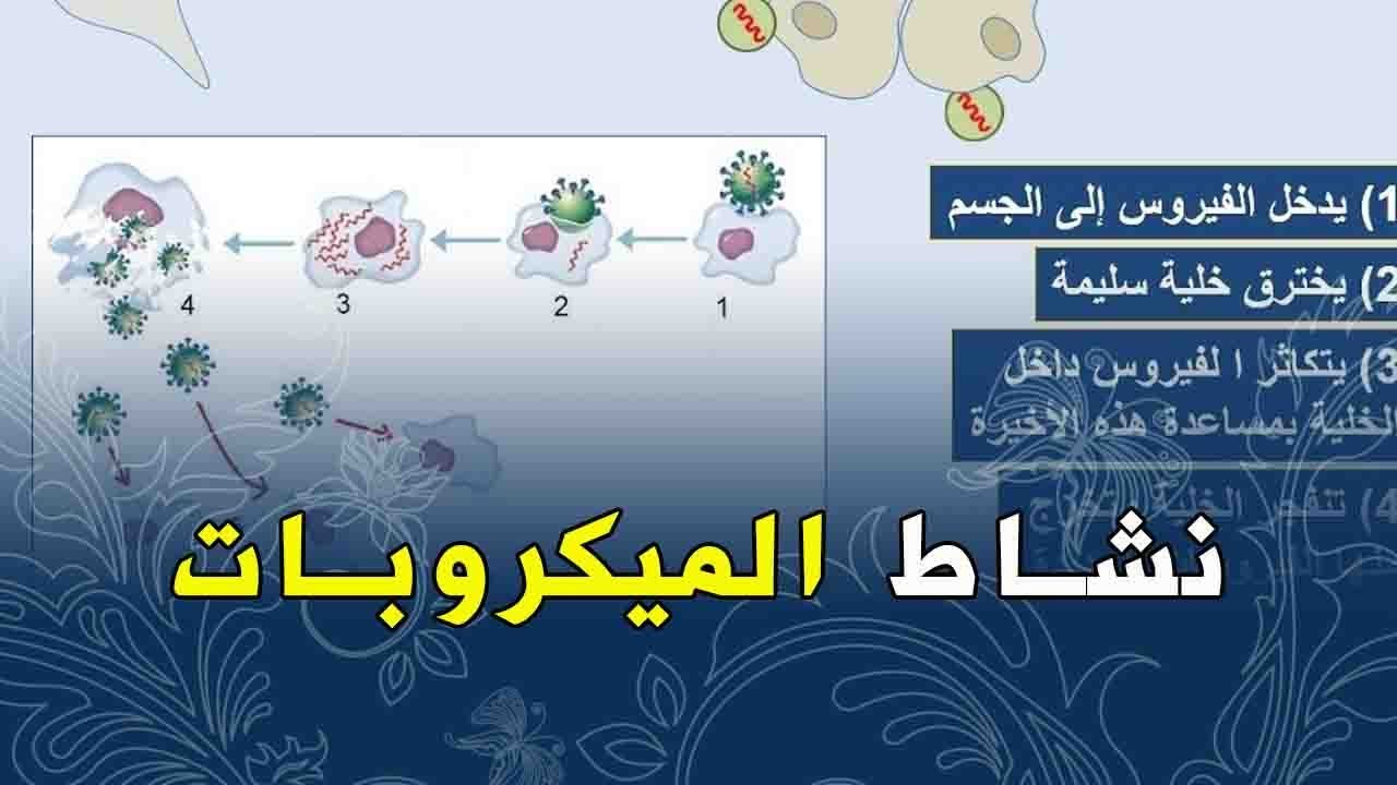 الدرس21.20 علوم طبيعية الرابعة متوسط نشاط الميكروبات في العضوية عوشت للعلوم