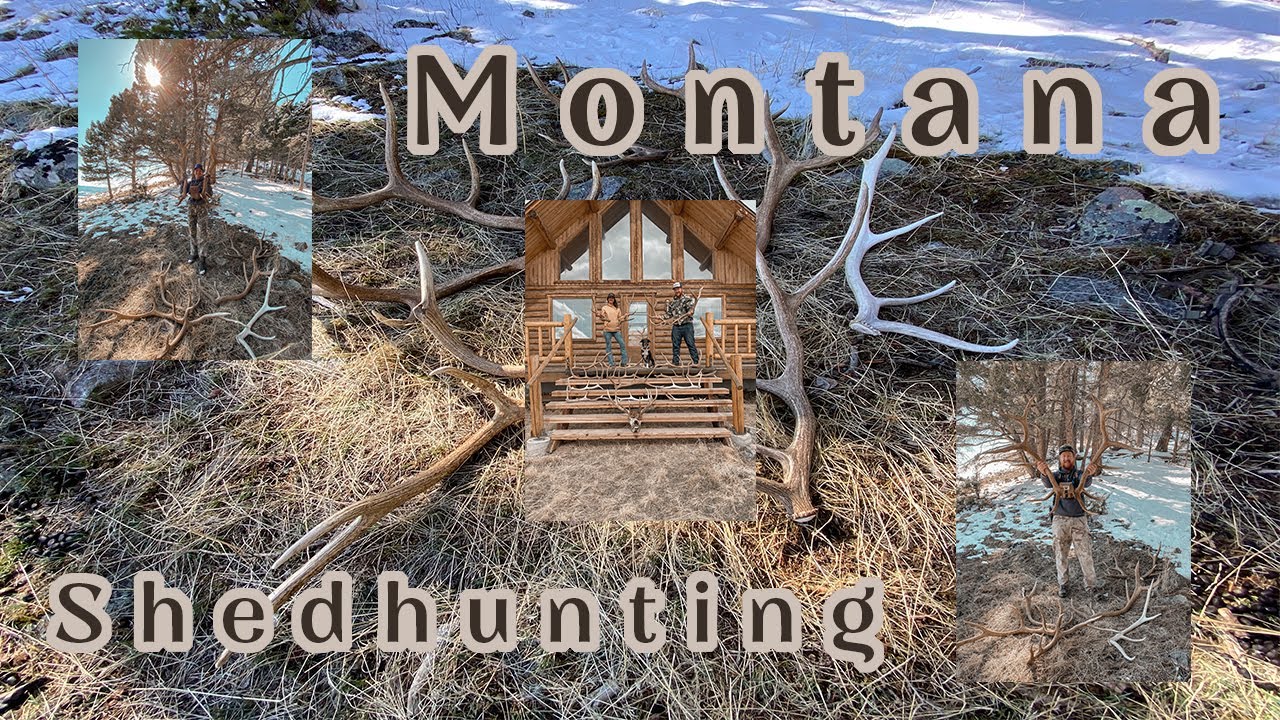 MONTANA SHED HUNTING (HUGE PACKOUT!) YouTube