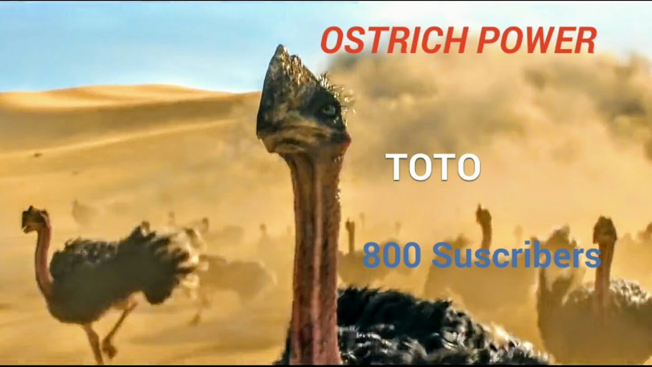 OSTRICH POWER Wild Animals Online. Thx for 800 Suscribers ToTo. YouTube