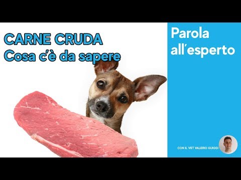 Video: Una Dieta A Base Di Carne Cruda è Adatta Al Tuo Cane?