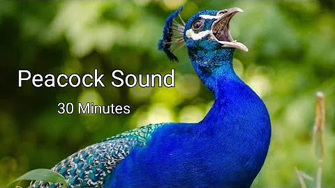 Peacock Sound, Peacock Dance with Sound, 30 Minutes Long Sound of Peacock