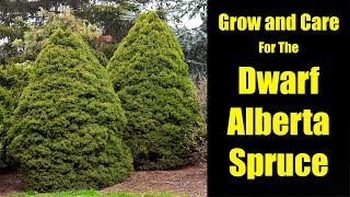How to Grow and Care for the Dwarf Alberta Spruce
