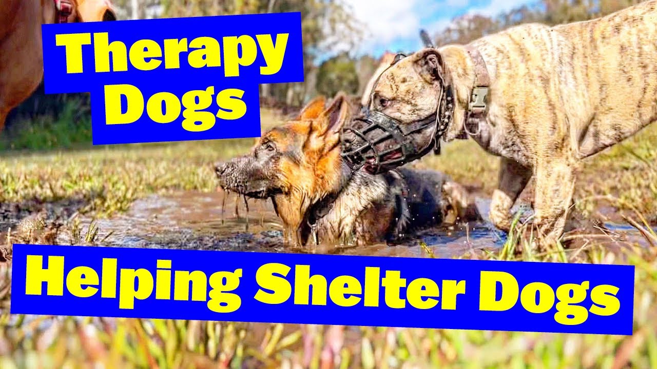 Dogs Getting Help Therapy Dogs Helping the Shelter Dogs - YouTube
