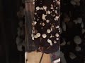Pralinato