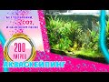 #aquascaping #Акваскейпинг. #Акваскейп.  Аквариум на 200 литров. Без удобрений, СО2, на песке.