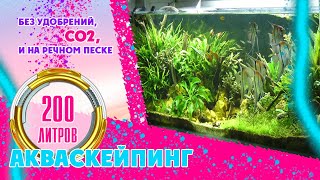 видео: #aquascaping #Акваскейпинг. #Акваскейп.  Аквариум на 200 литров. Без удобрений, СО2, на песке. картинка: #aquascaping #Акваскейпинг. #Акваскейп.  Аквариум на 200 литров. Без удобрений, СО2, на песке.