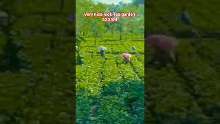 Dibrugarh to Delhi Assam tea garden