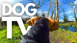 GoPro DogTV | 5hrs Of Blissful Virtual Dog Walks Through Peaceful Rural Landscapes 🌳🦮 Dog POV