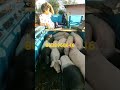 pig supply