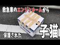 救急車のエンジンルームにいた子猫 【ジローの3年】