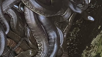 Kỹ Thuật Nuổi Rắn RiCa - Phân Biệt Đực Cái : Cường Hậu Giang