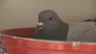 Pigeon Makes Itself At Home In Brooklyn Apartment