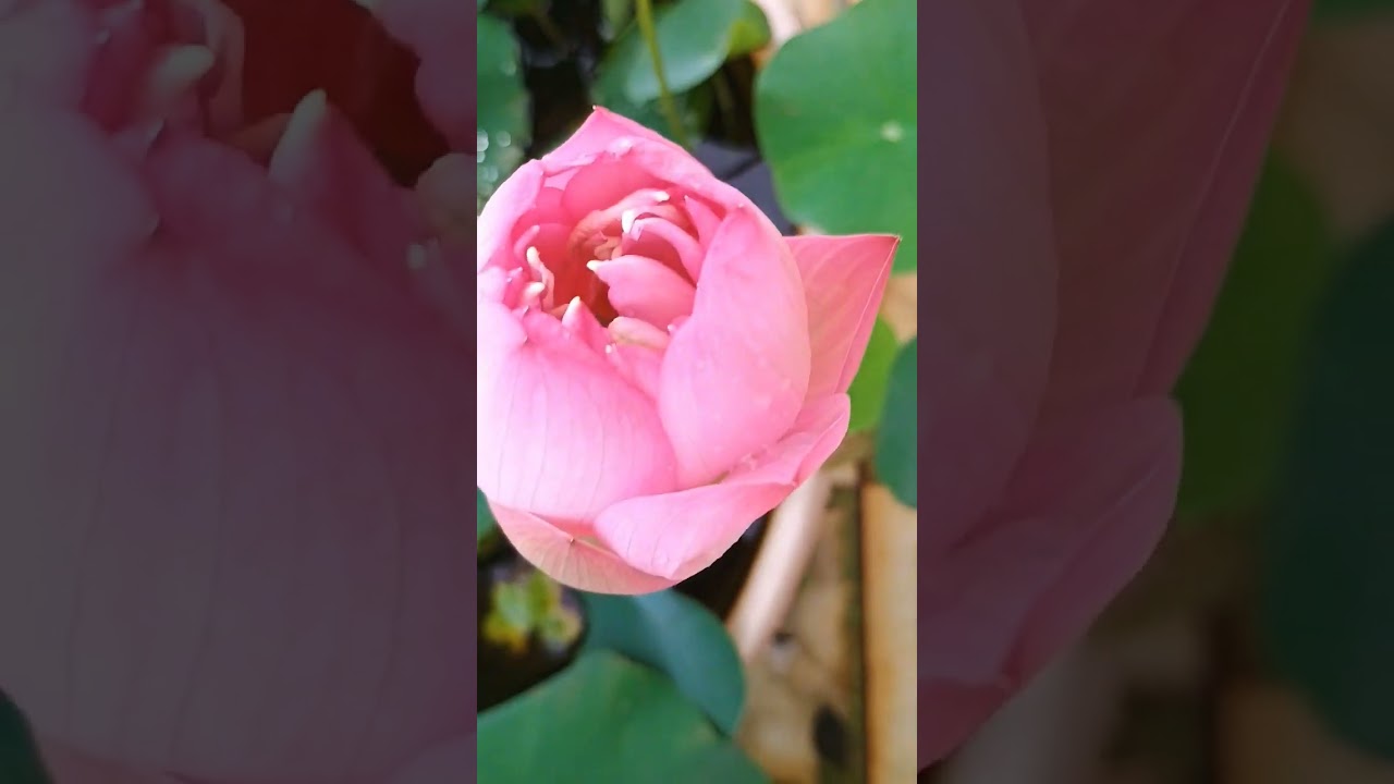 🙏🔥 Lotus #started#to bloom on #monsoon💯📈