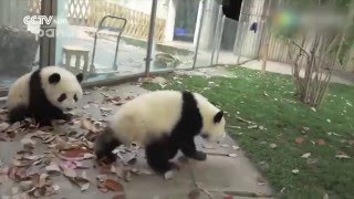 Panda Banda Make Big Troubles To Zoo Cleaner Funny Bears Панды шалят с уборщицей Panda Banda Make Big Troubles To Zoo Cleaner Funny Bears Панды шалят с уборщицей