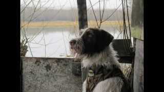 german wirehaired pointer duck hunting
