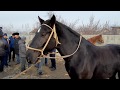 👉/Ноокатта/ базар өрт /Күчтүү аттар/ чекеден сатылды 03.02.19ж