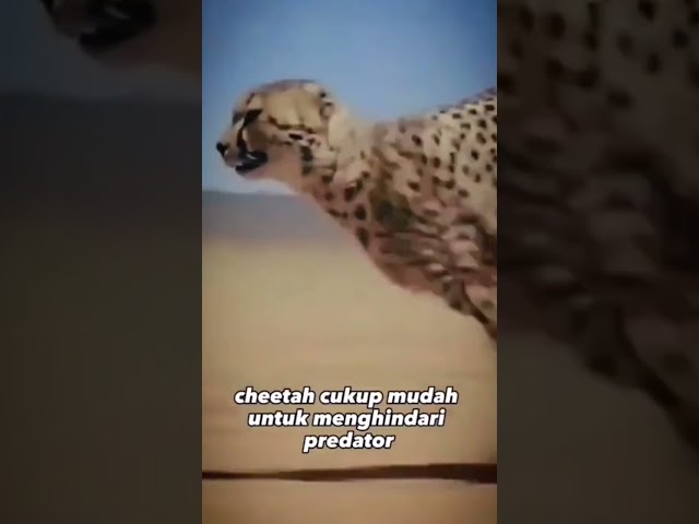 Cheetah Pelari Cepat #motivasi class=