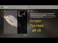 рр4! Острог. Густера!