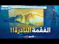 تريندينغ فقمــة نادرة تظهــر في شواطئ جيجل تريندينغ فقمــة نادرة تظهــر في شواطئ جيجل
