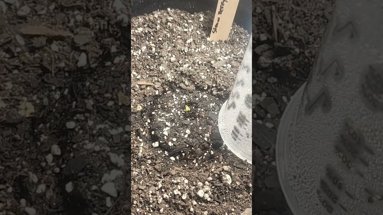 day 4 Strawberry Cough sprouted! Only 3 more to go.