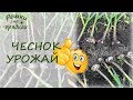 Чеснок шикарный! Собрали урожай!