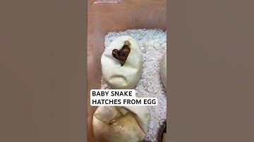 BABY SNAKE HATCHING FROM EGG😍