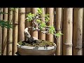 Bonsai updates mulberry  vitex sp  bonsai iligans garden episodes