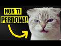 Basta 1 SECONDO Per Perdere La Fiducia Del Tuo Gatto — E Non Te Ne Accorgi!