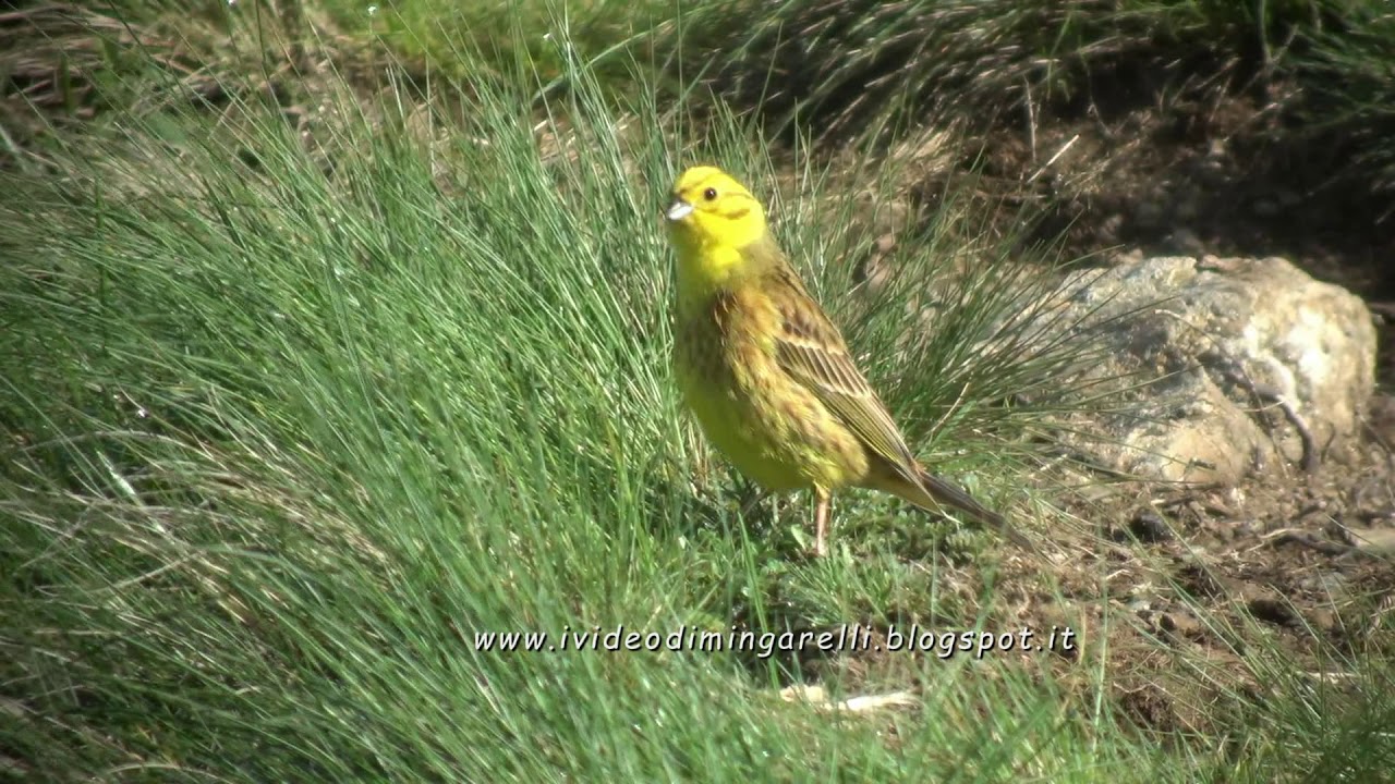 Zigolo Giallo Emberiza Citrinella Youtube