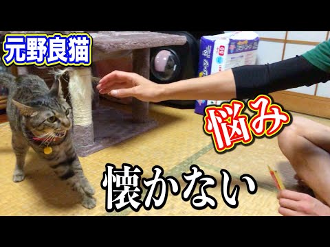 元野良猫が家猫になって１年経っても懐かないのが悩みです Kitten Cat Japanese traditional house