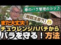 【バラの育て方】春のバラ管理のコツ♪[閲覧注意]まだ大丈夫！チュウレンジハバチからバラを守る！方法（2022年5月13日）