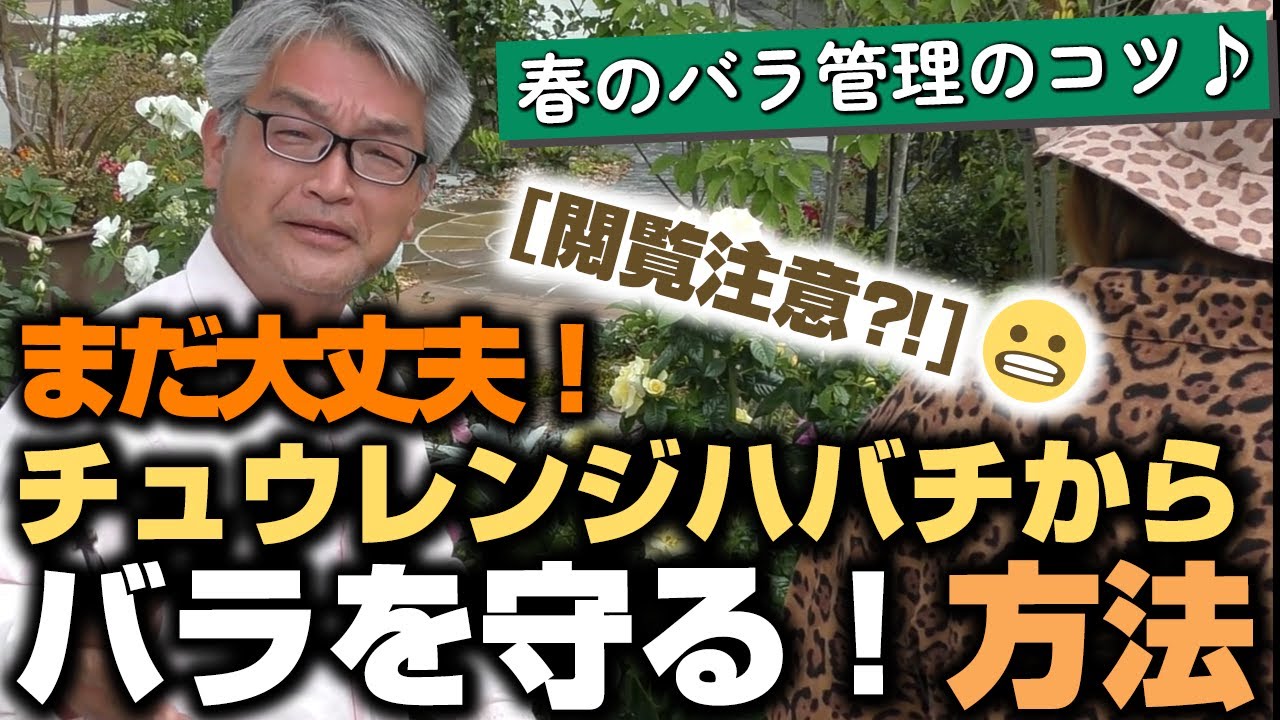【バラの育て方】春のバラ管理のコツ♪[閲覧注意]まだ大丈夫！チュウレンジハバチからバラを守る！方法（2022年5月13日）
