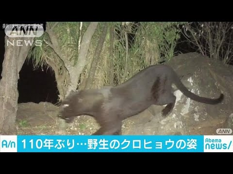 アフリカ ケニアで110年ぶりにクロヒョウを撮影 19 02 15 Youtube