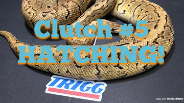 Ball Python Breeding 2019: Clutch #5 Hatching