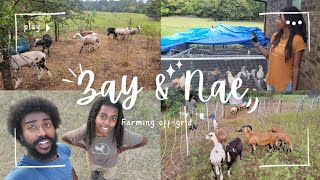 "Car Troubles & Farm Life: Freeing Our Chickens and Tending to Bloated Sheep!"