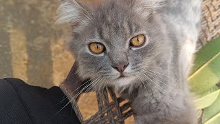 How cute when playing himself #animals #nature #cat #villagevlogs