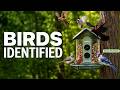 Can't Identify My Own Birds. The Kiwibit Bird Feeder 2 Can