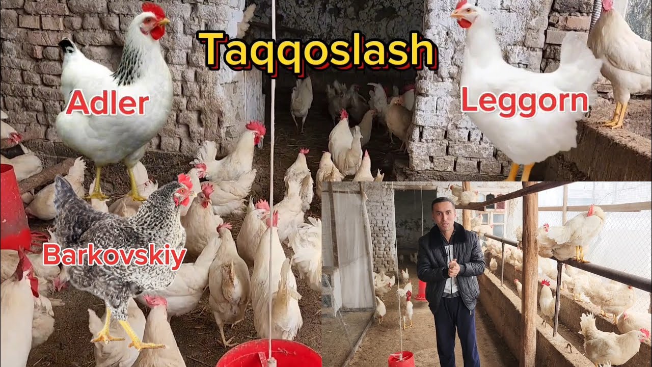 LEGGORN, ADLER, BARKOVSKIY TOVUQLARI HAQIDA MALUMOT, JO'JALARIGA ZAKAZ OLINADI