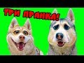 ПРАНКИ НАД СОБАКАМИ ХАСКИ!! (Хаски БУБЛИК) Говорящая собака DOGVLOG