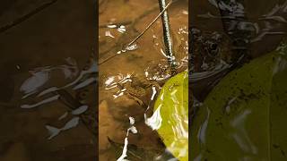 Frog floating in water funny video 🐸 #frog #funnyfrog