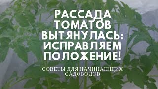 видео Пикировка Томатов. Рассада Вытянулась. Что Делать Если Вытянулась Рассада Томатов.