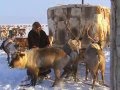 (19) Ushuaia Nature - La Vie à l'extreme (Siberie)