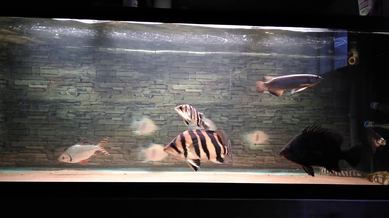 Datnoid leichardti arowana flagtail myleus schomburgkii tigrinus