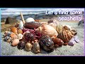 Finding seashells at low tide  gems on the wrackline virtual shelling